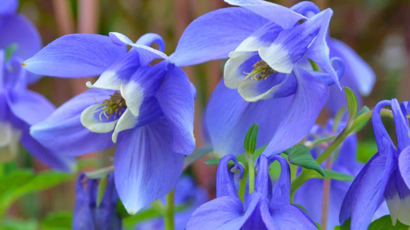 Closeup shot of Aquilegia Flabellata 'Nana' flowers