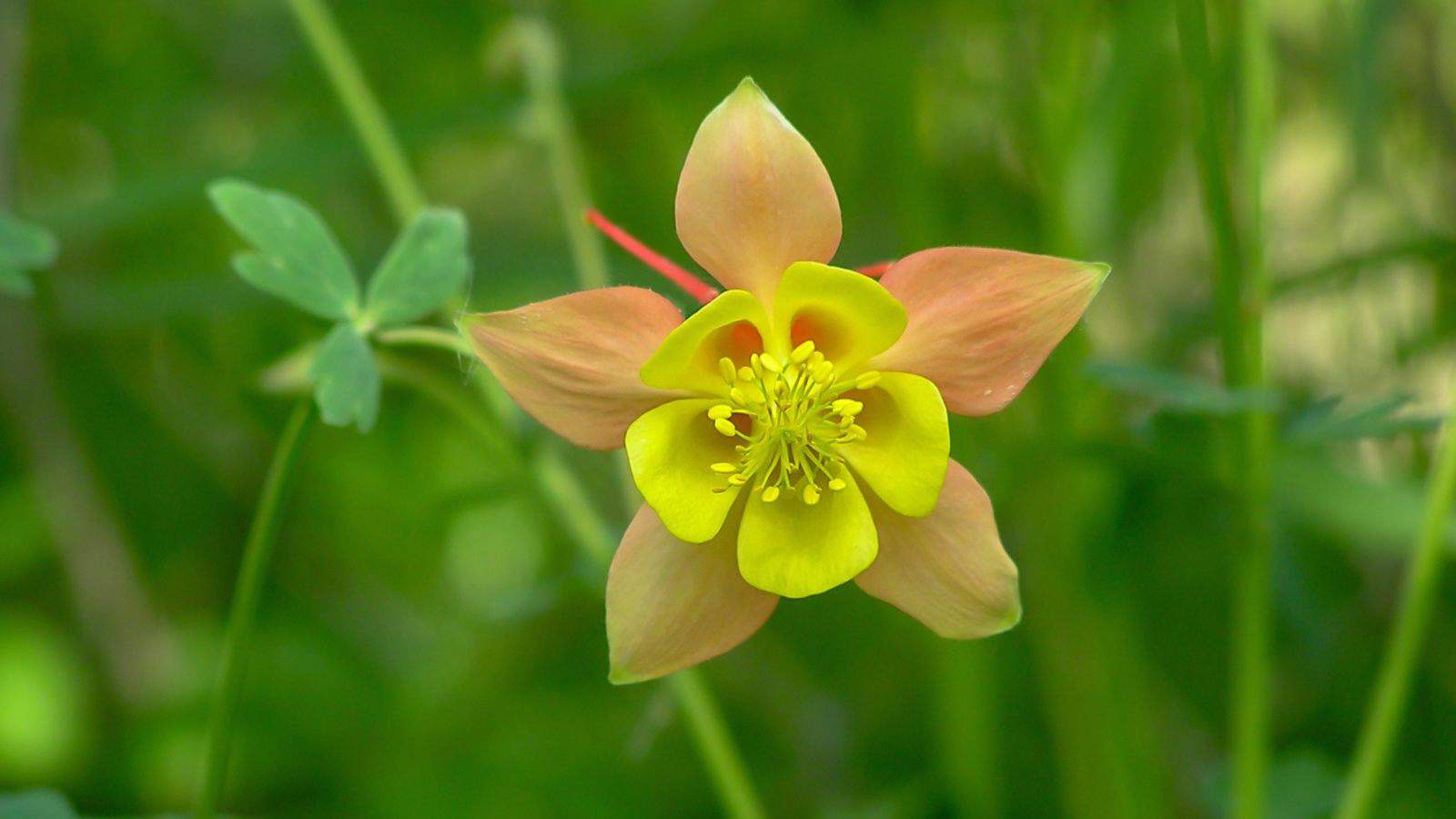 Selective focus of the yellow orange flower of Aquilegia 'McKana Hybrid'