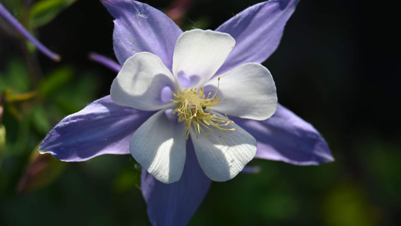 White blue flower of Aquilegia Songbird 'BlueBird'