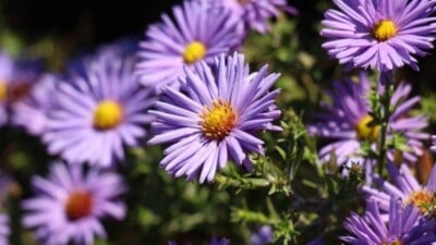 Purple aster flowers