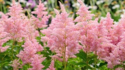 Powder pink astilbe flowers with green leaves