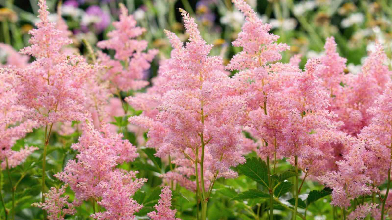 Pink Astilbe flowers