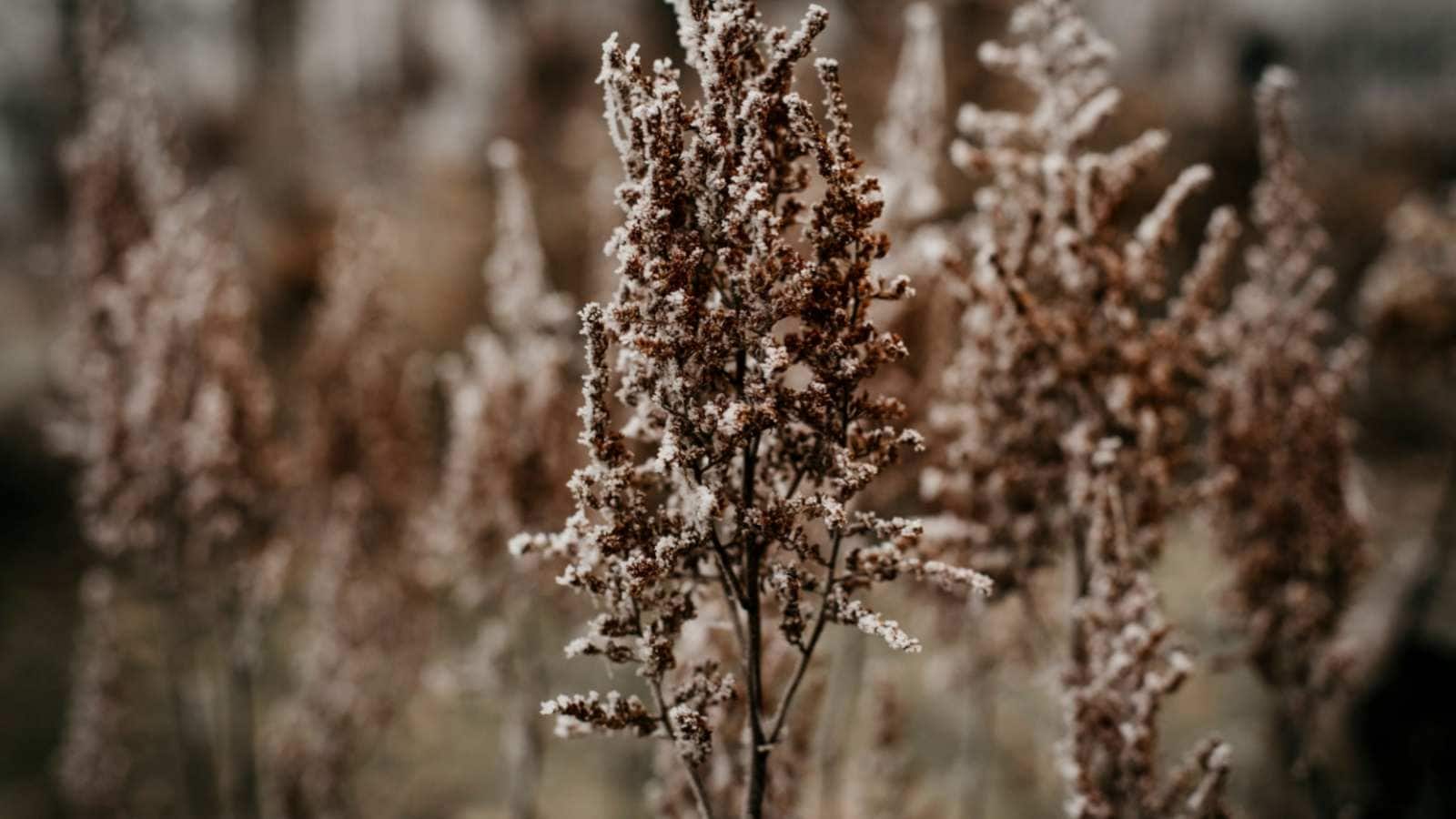 Dried astilbe flowers with seed