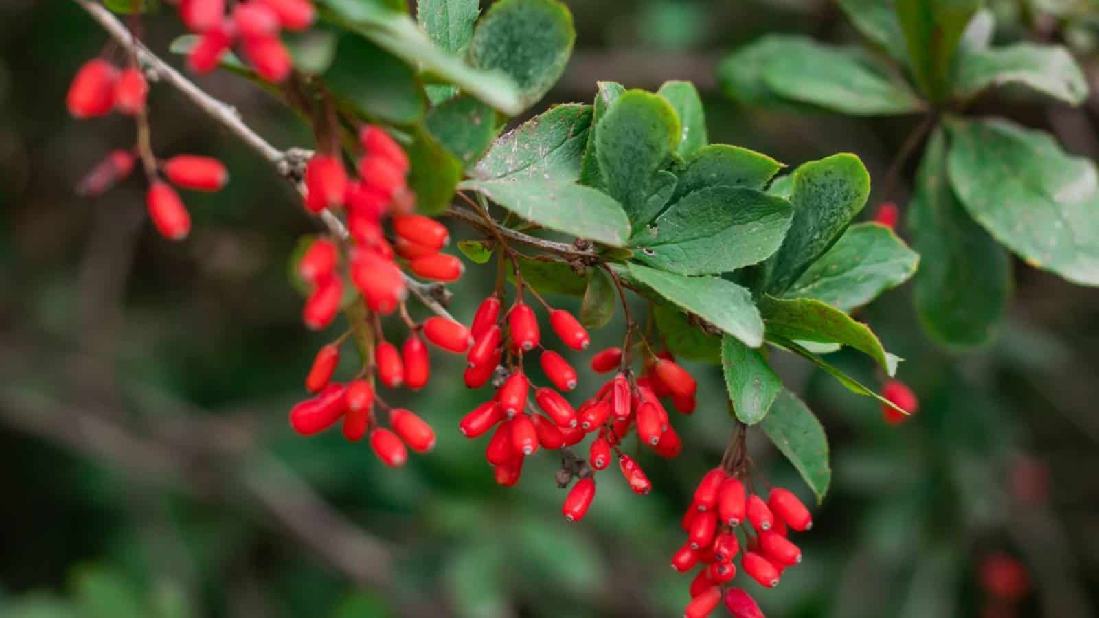 Barberry with red ripe berries and green leaves