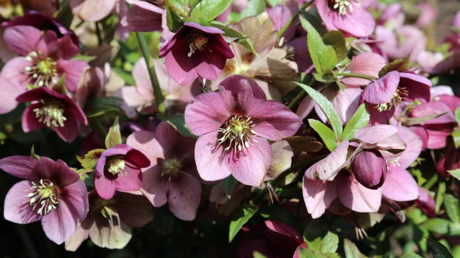 Lenten Rose How To Grow And Care For Helleborus X Hybridus Blooming Lenten Rose Flowers
