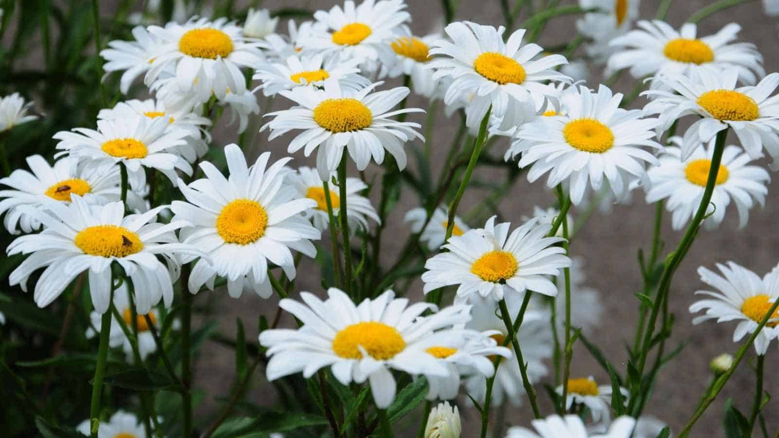 How to Plant, Grow, and Care for Shasta Daisy Flowers