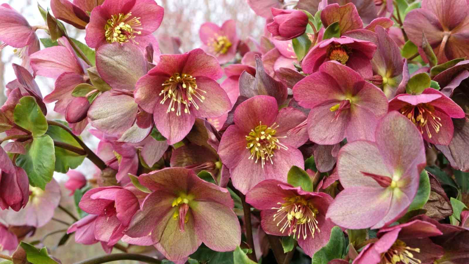 Lenten Rose How To Grow And Care For Helleborus X Hybridus Bunch Of Lenten Rose