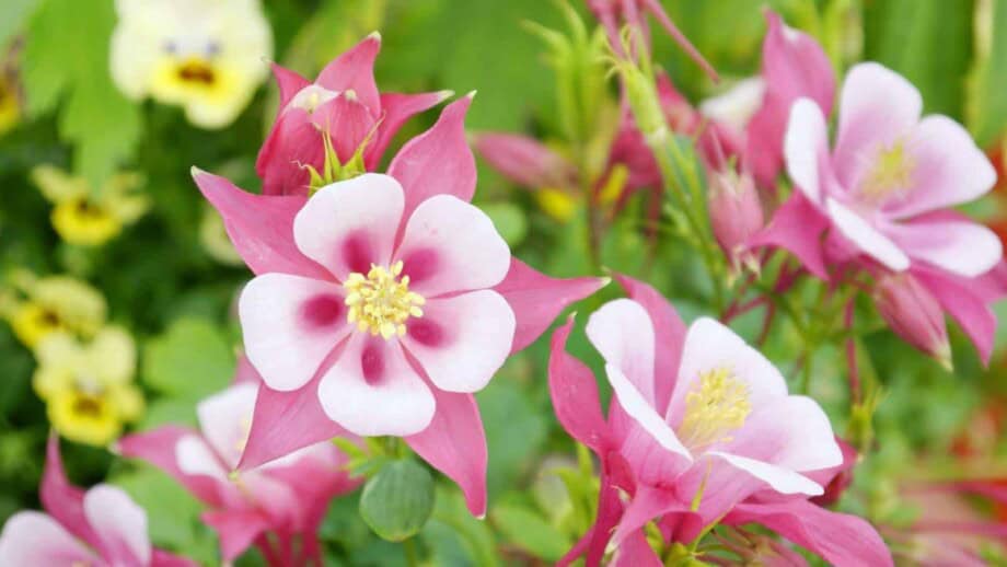 Blooming red columbine flowers