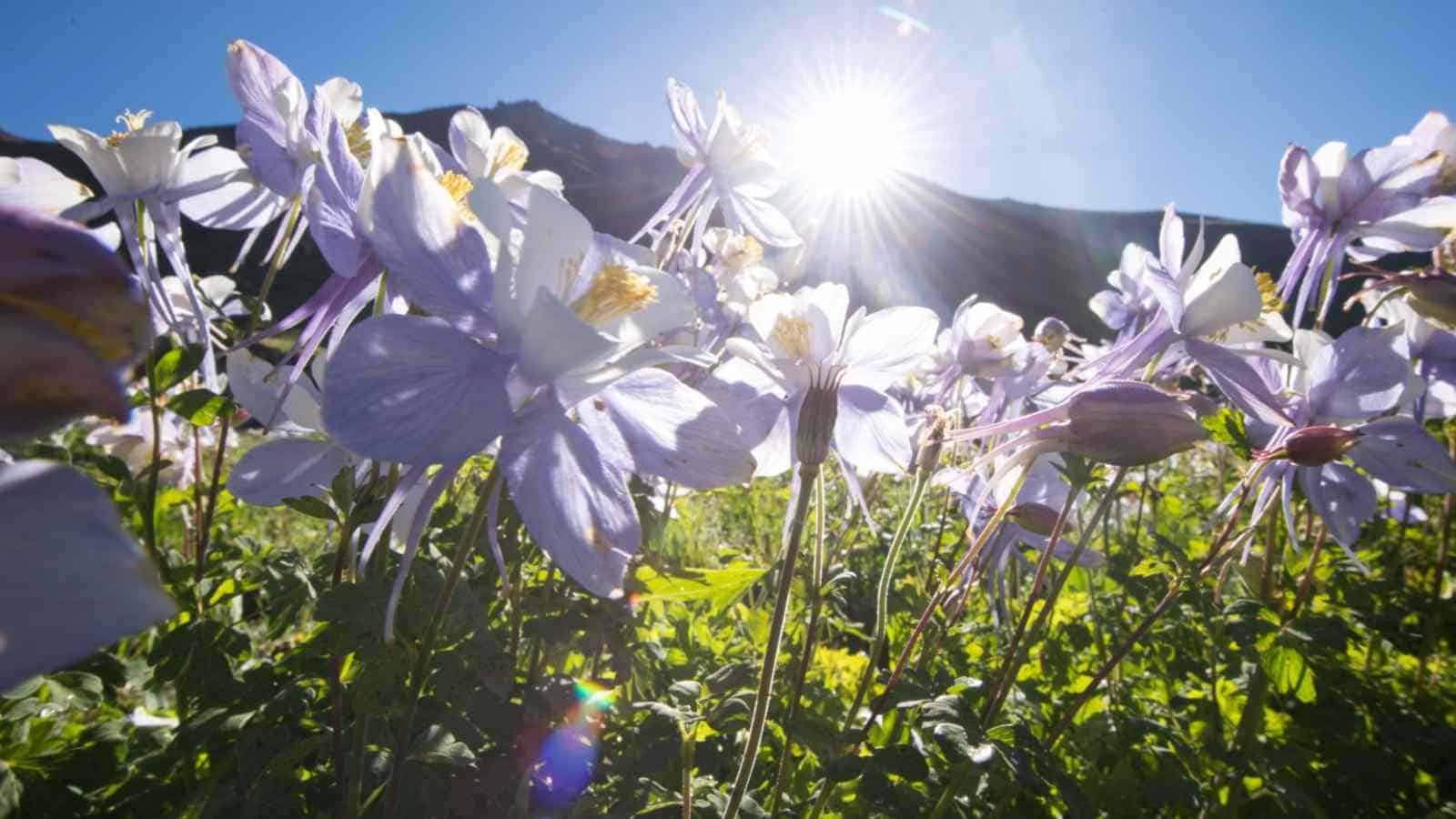 Purple columbine flowers under full sun