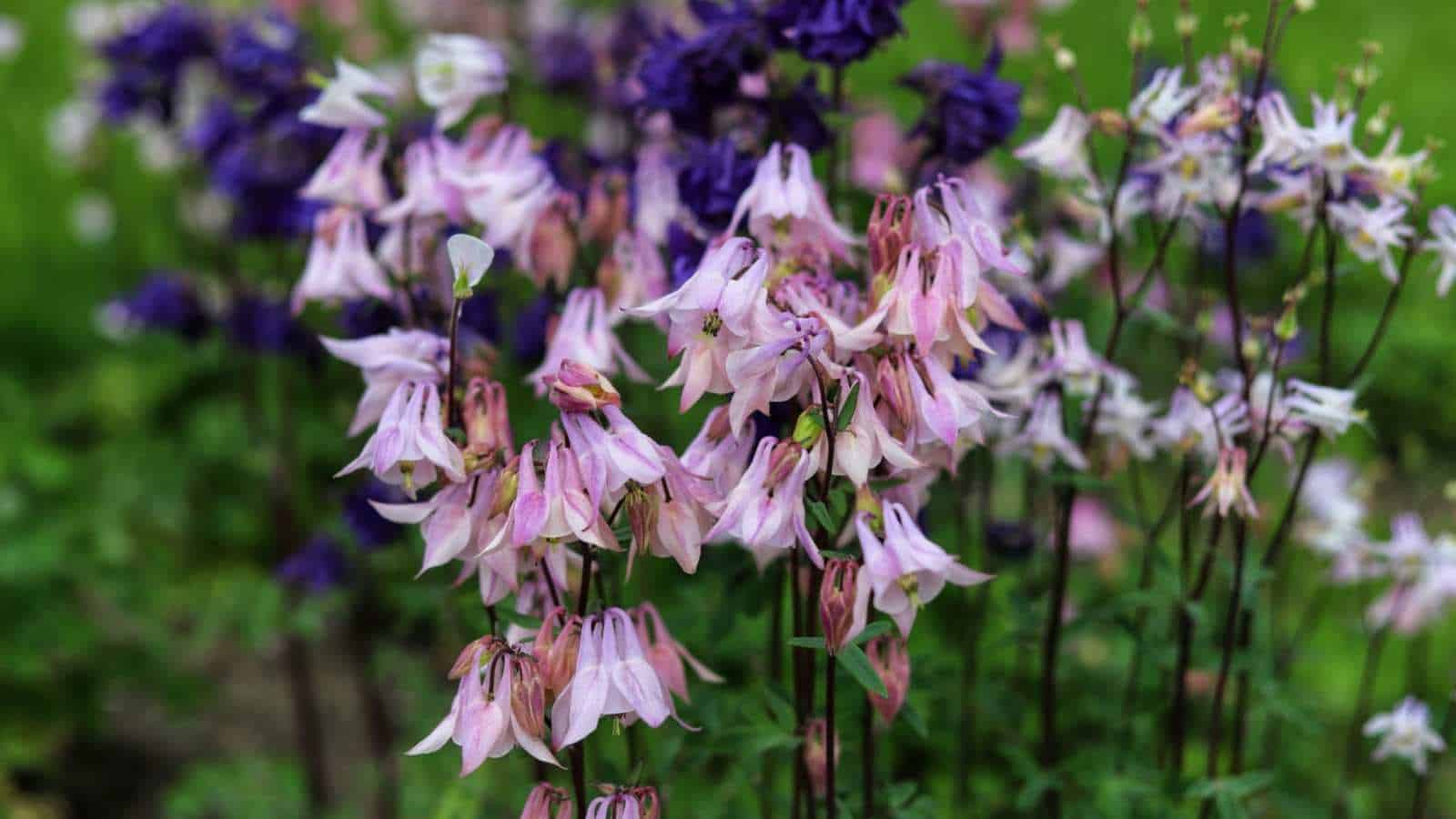 Purple and pink columbine flowers in the garden