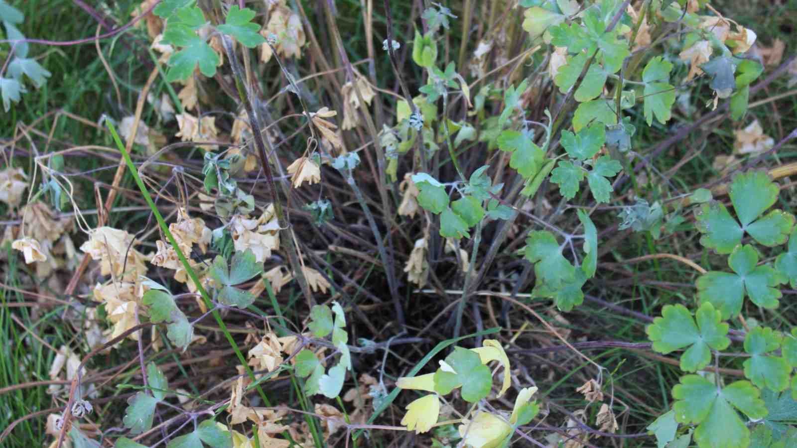 Wilting columbine plant