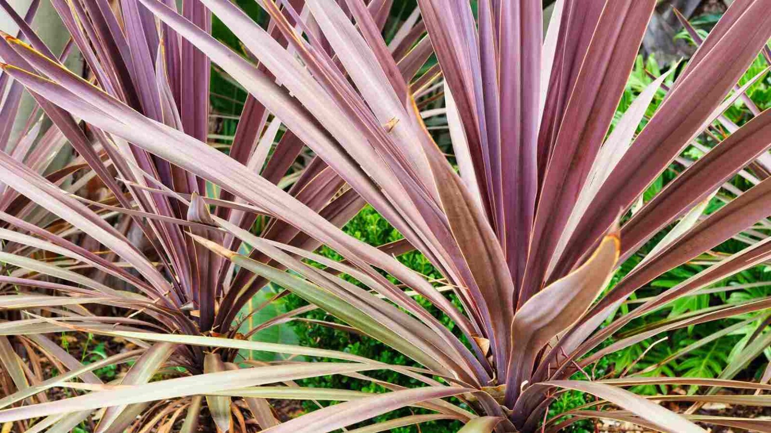 How To Plant Grow And Care For Cordyline Plant Full Guide