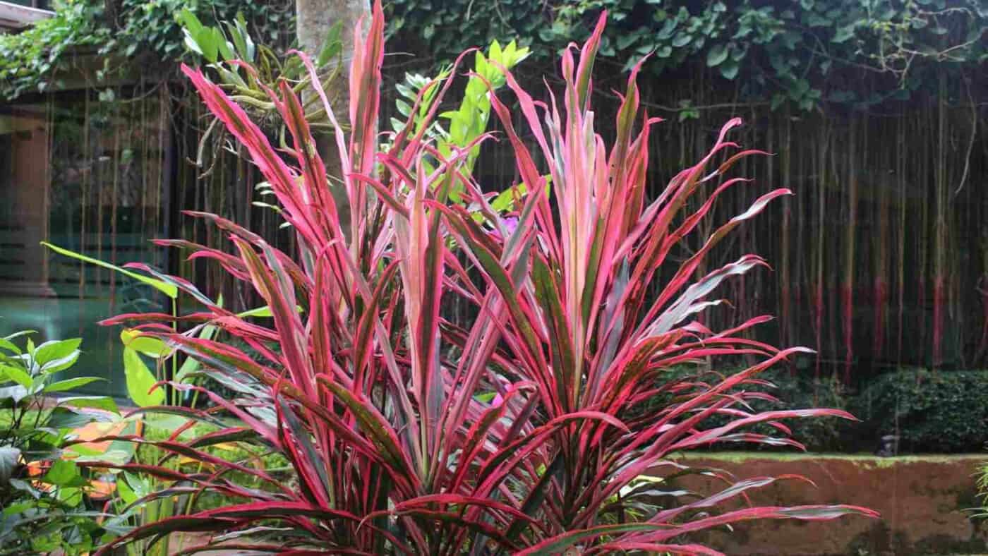 How to Plant, Grow and Care for Cordyline Plant | Full Guide