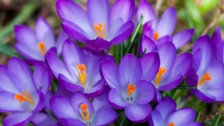Blooming purple crocus flowers