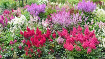 Landscape with deer-resistant plants