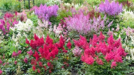Landscape with deer-resistant plants