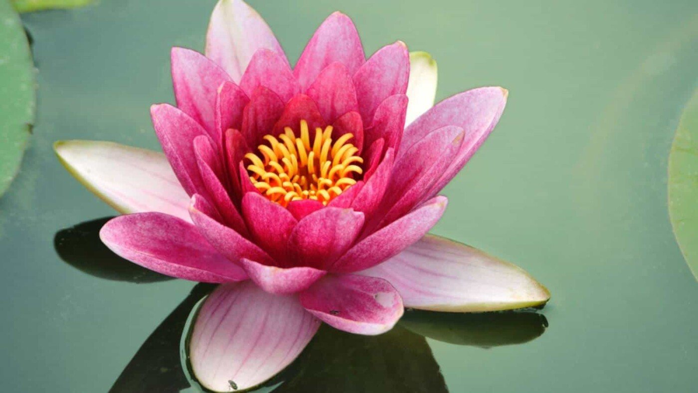 Lotus Flower: Symbolism Meaning and How to Grow It