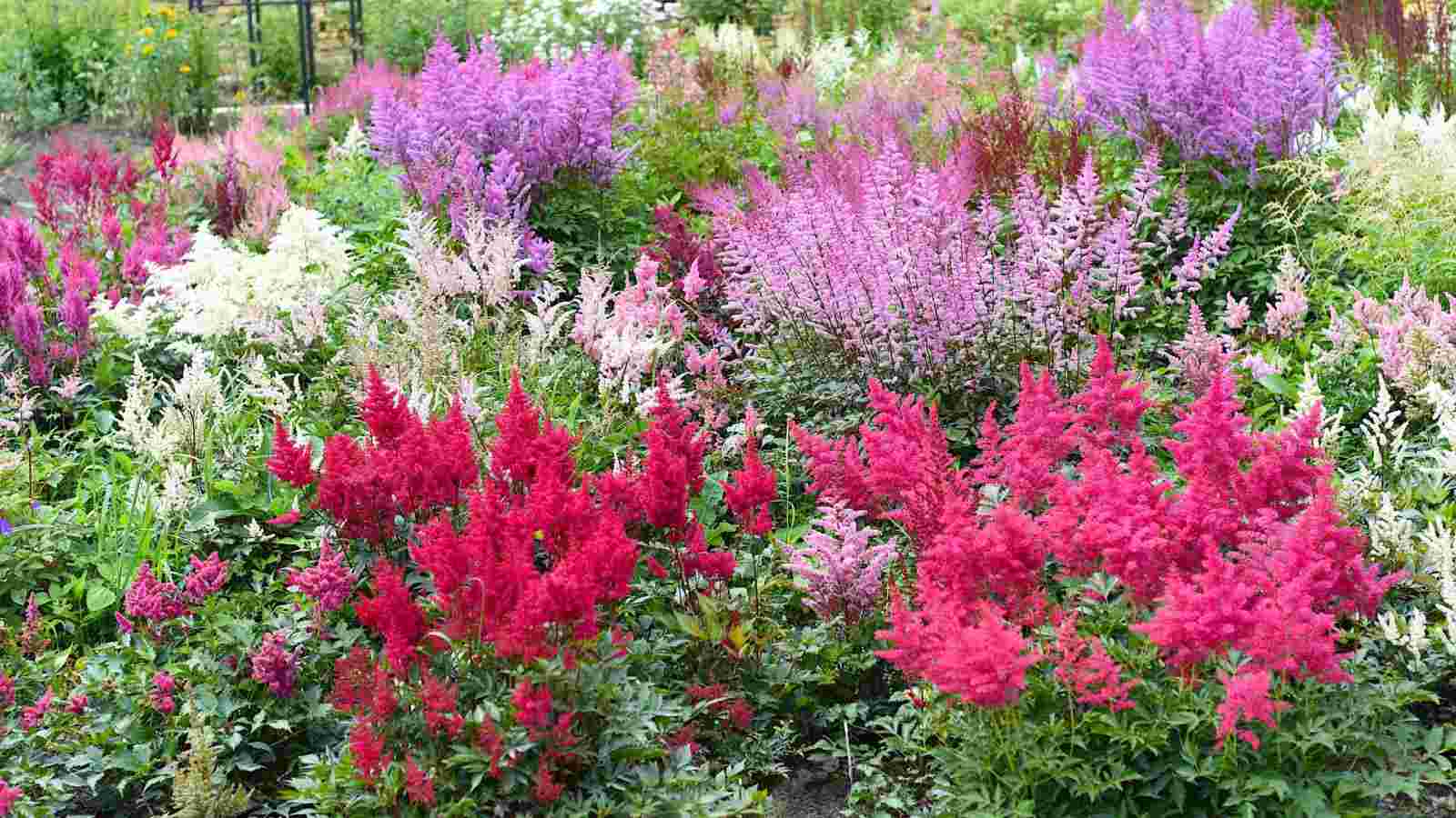 Pink, white, and purple astilbe in a garden