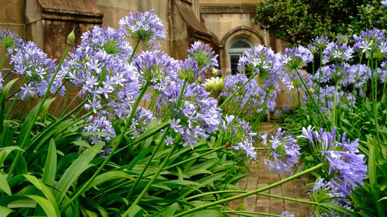Lily of the Nile with blooming flowers in a garden