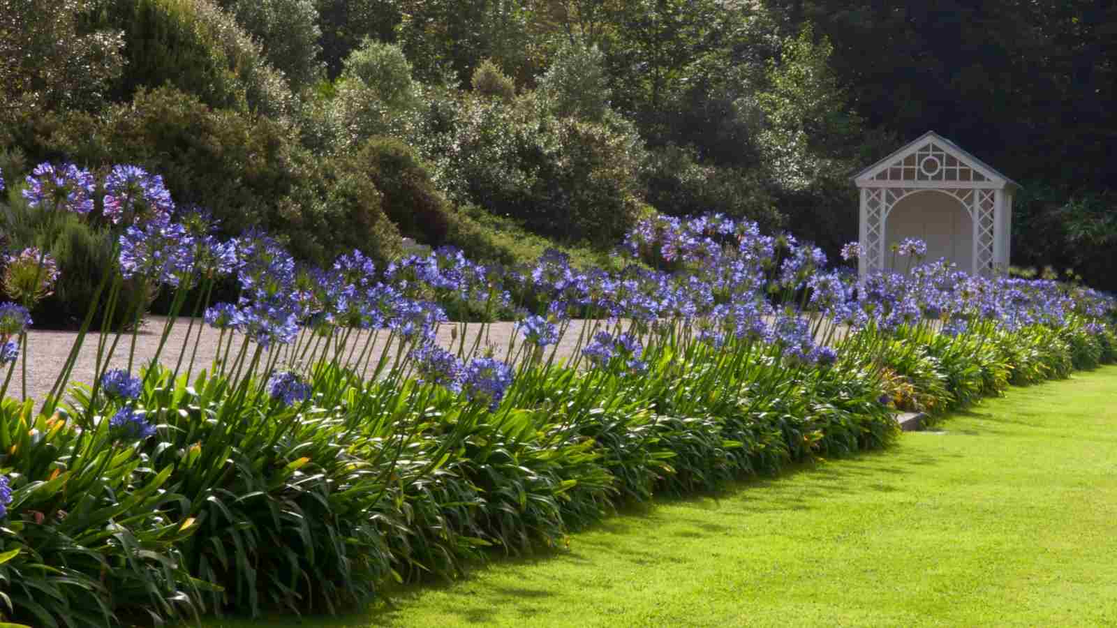 Lily of the Nile in a garden
