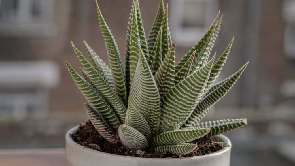 Closeup view of a Haworthia on a white pot