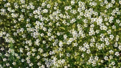 Irish moss with white flowers