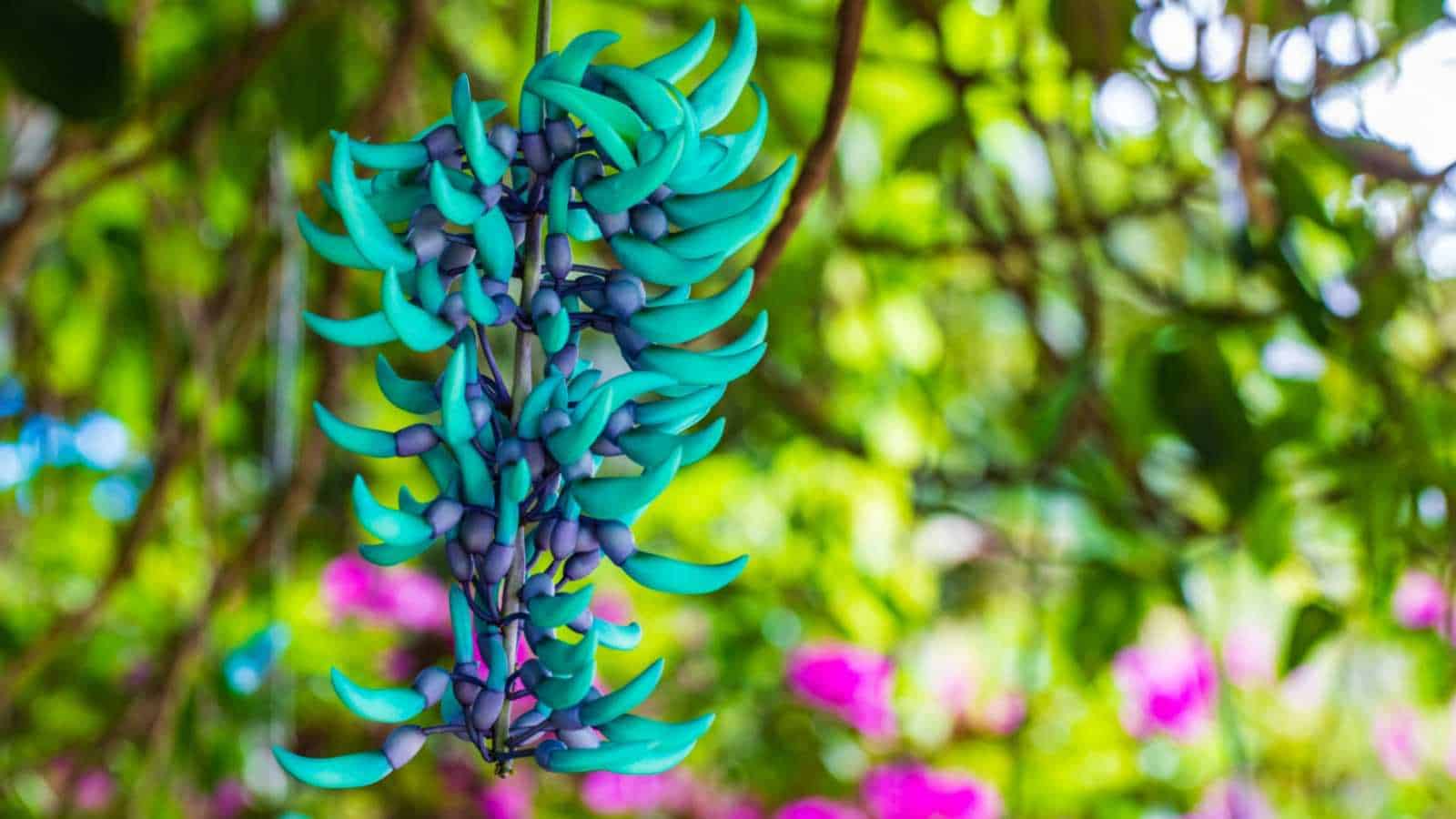 Selective focus of a Jade Vine