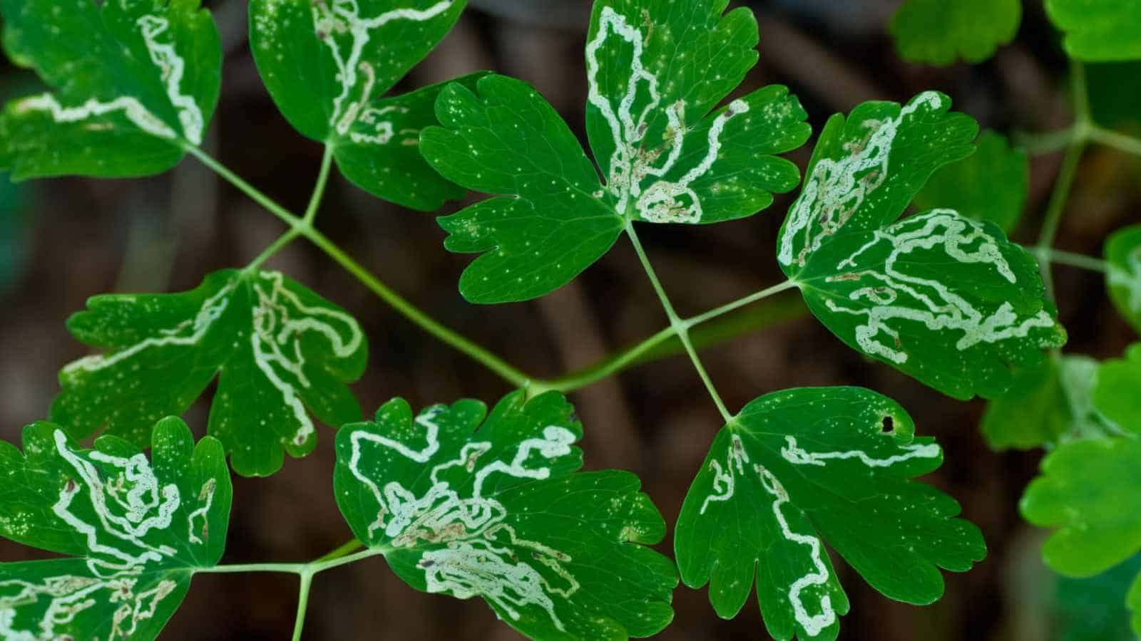 Columbine leaves with trails of leaf miners