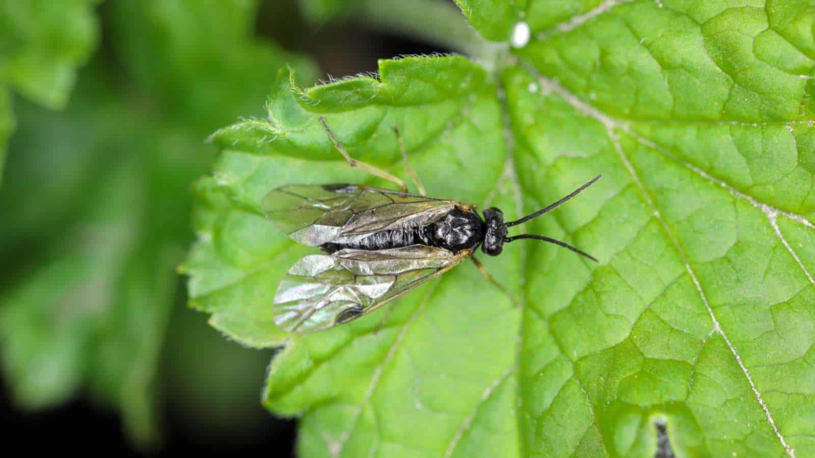Columbine sawfly on a green leaf