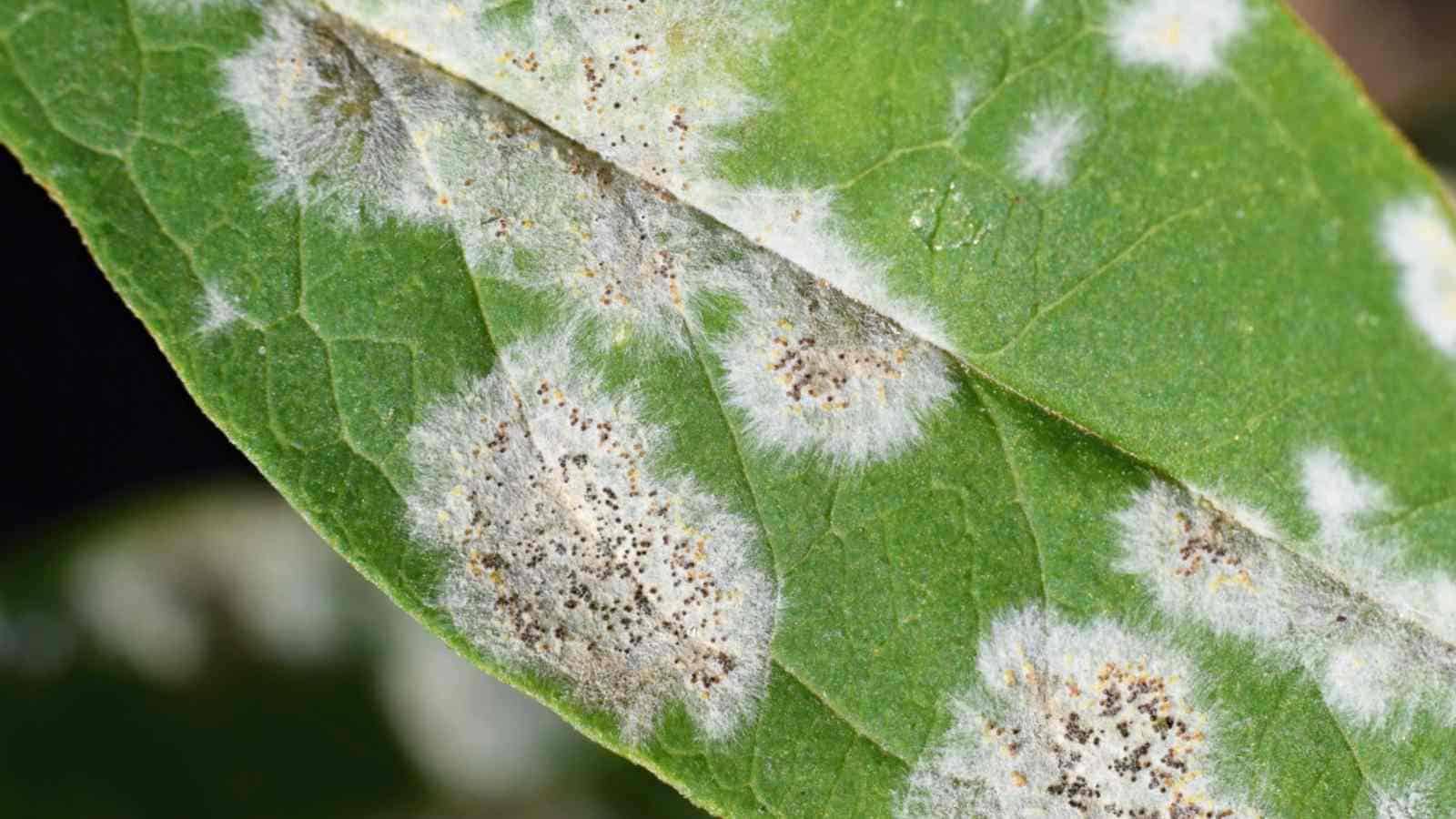 Powdery mildew on a green leaf