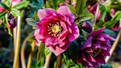 Closeup shot of Lenten rose under bright sunlight