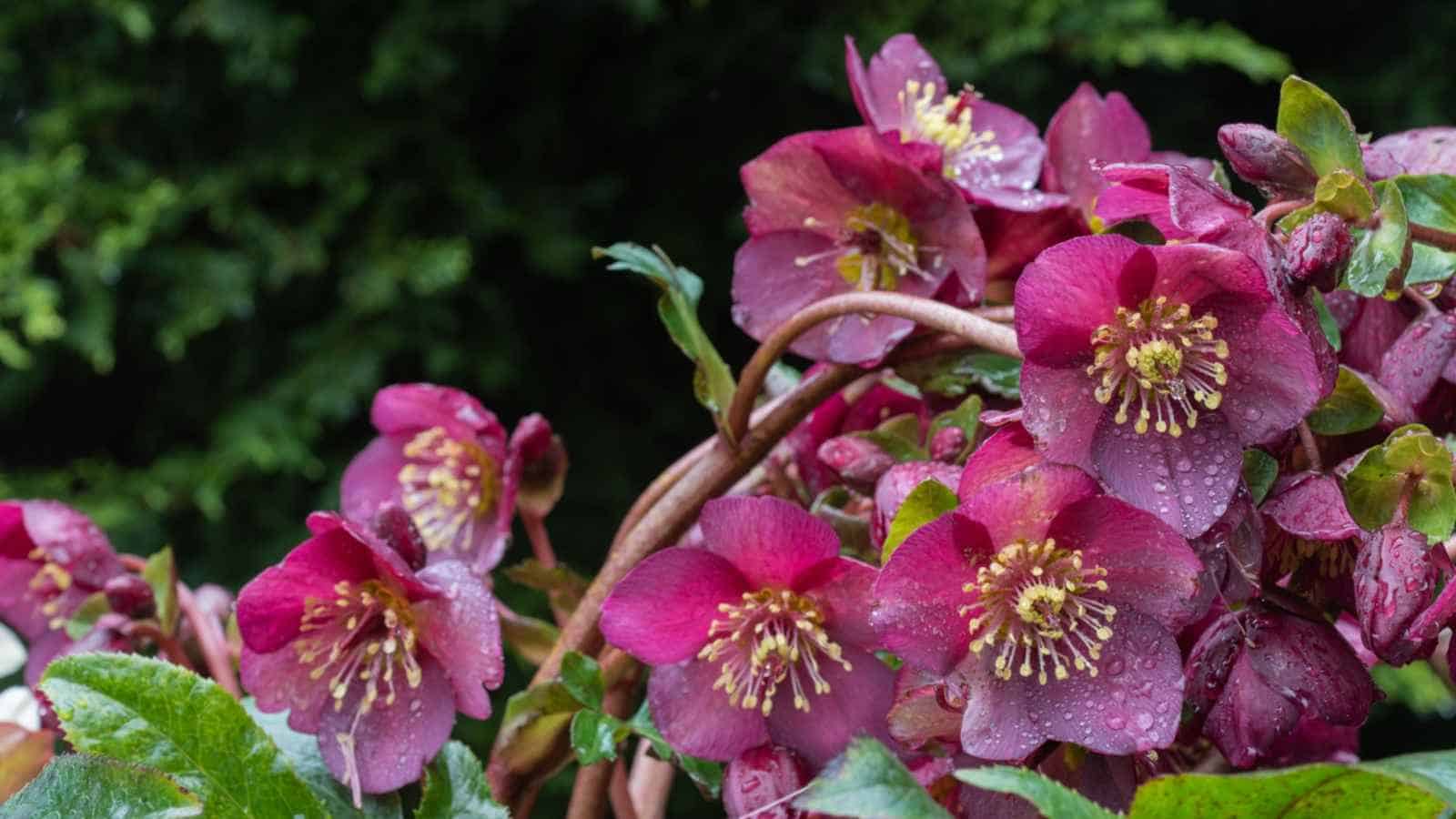 Lenten Rose How To Grow And Care For Helleborus X Hybridus Lenten Rose Selective Focus