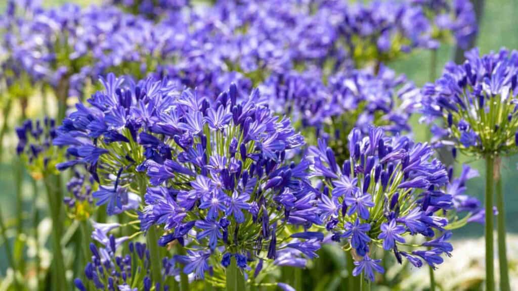 Purple flowers of Lily of the Nile