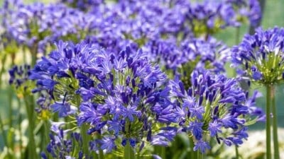 Purple flowers of Lily of the Nile