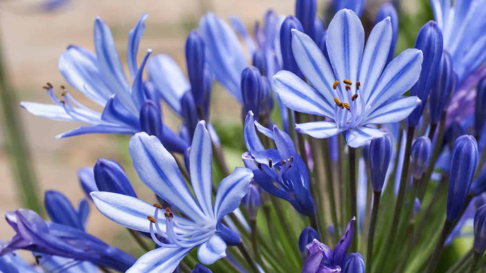 Macro on the purple flowers of Lily of The Nile