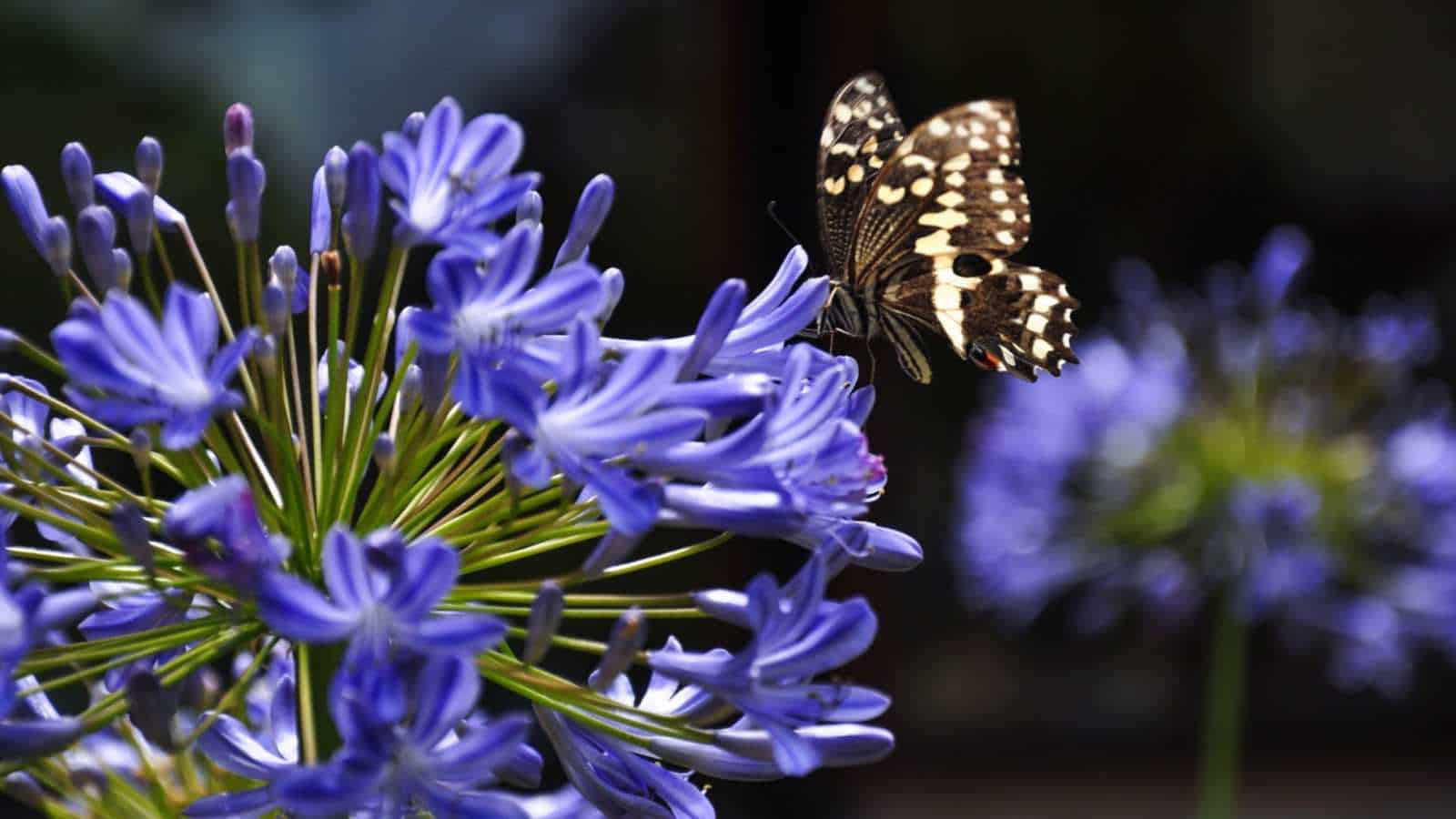 Butterfly perching on a Lily of the Nile flower