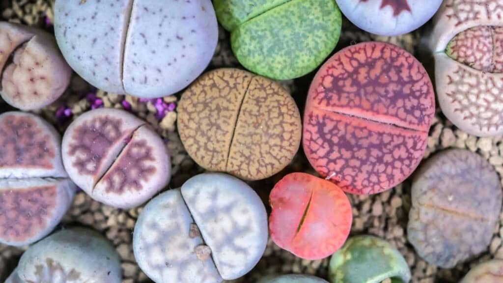 Various colorful lithops