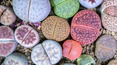 Various colorful lithops
