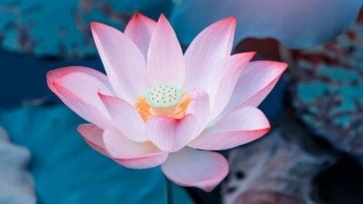 Pink lotus flower