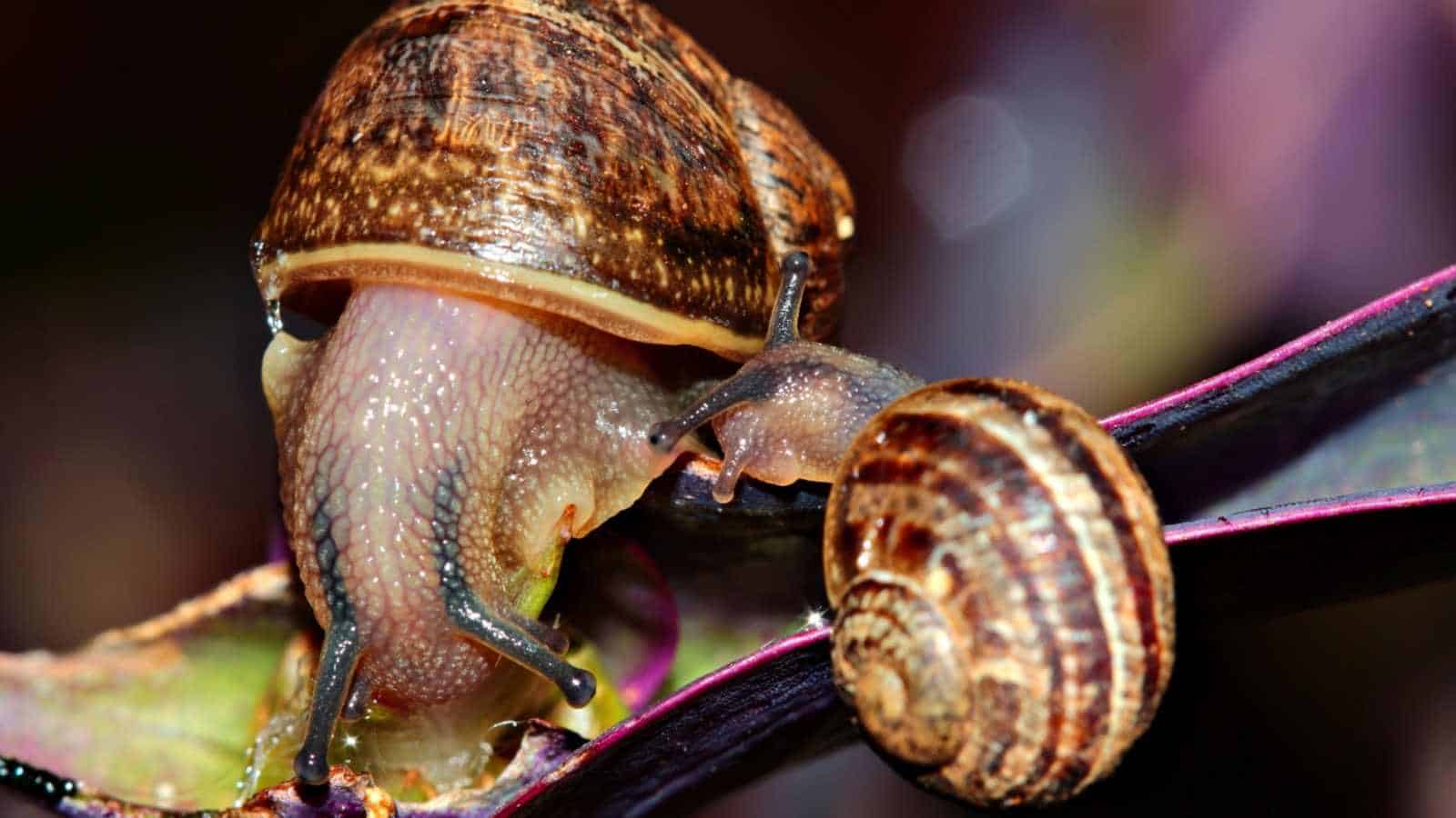 Closeup of snails on Nanouk tradescantia plant