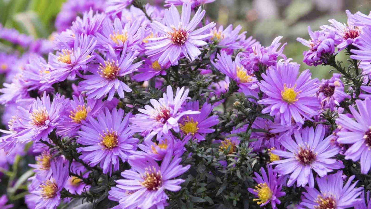 types of windflowers