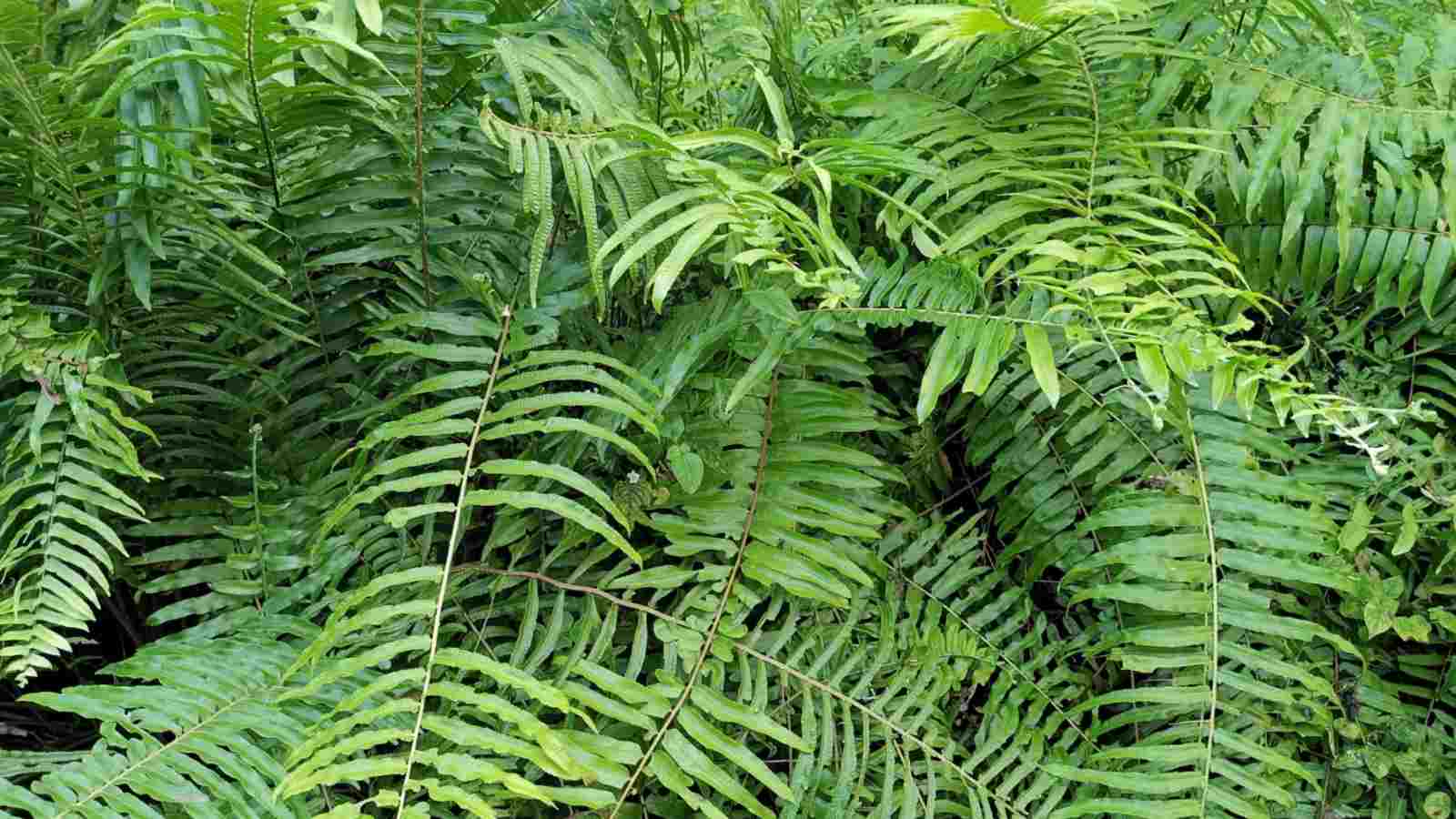 Ferns (Polystichum acrostichoides)