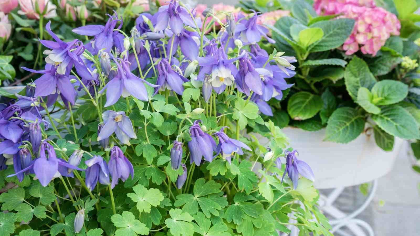 Purple columbine on a pot