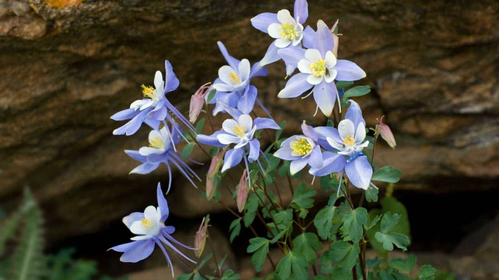 Columbine flowers on a mountain