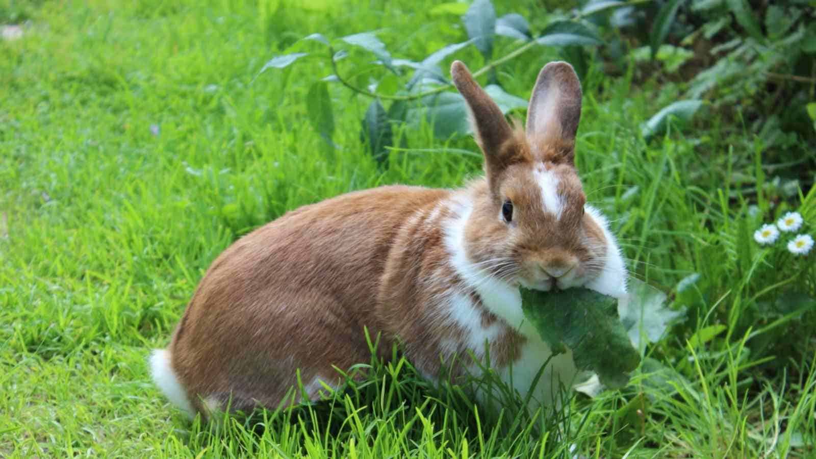 Rabbit eating a leaf on a lawn