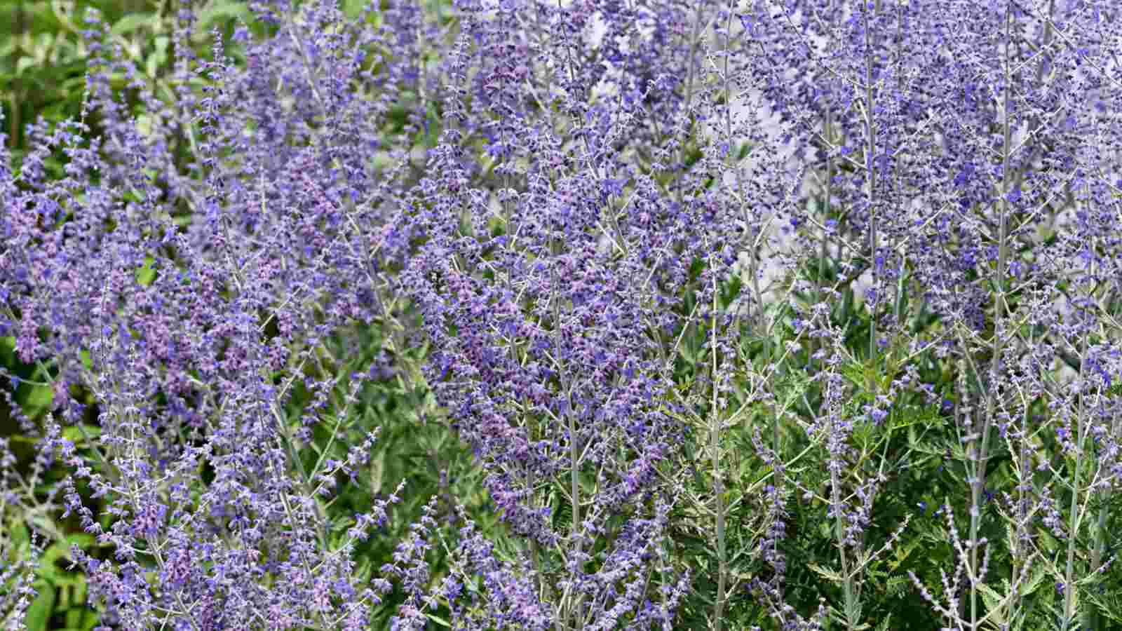 Purple flowers of Rocketman Russian Sage
