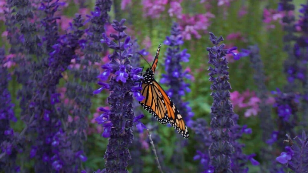 Monarch butterfly perching on a Russian sage