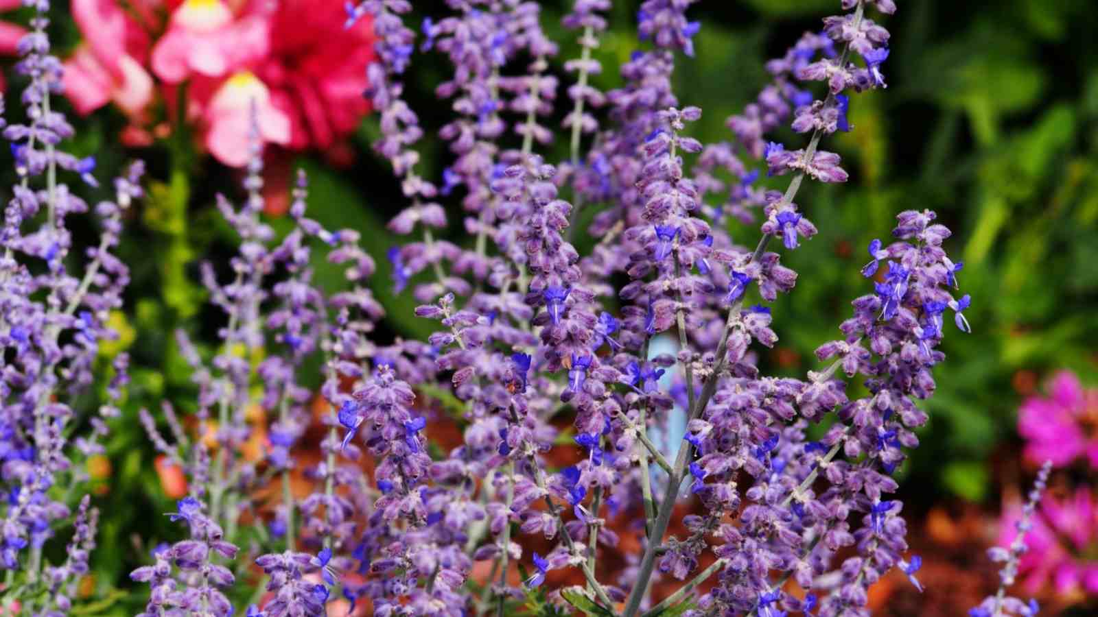 Blue Spires Russian Sage selective focus