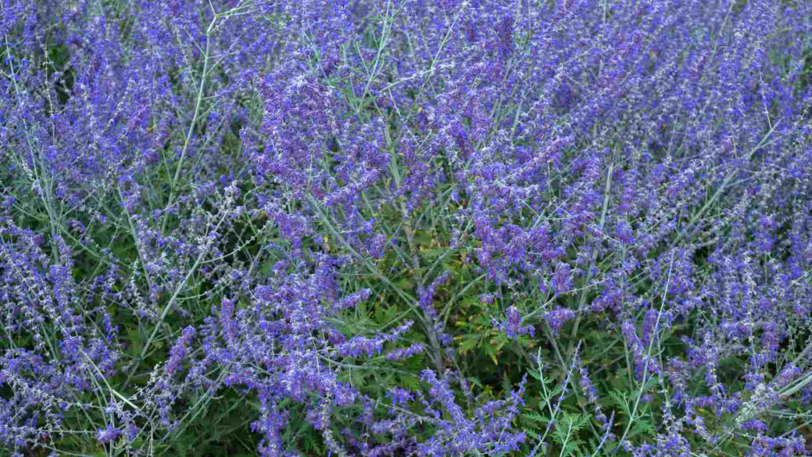 Invasive growth of Russian Sage
