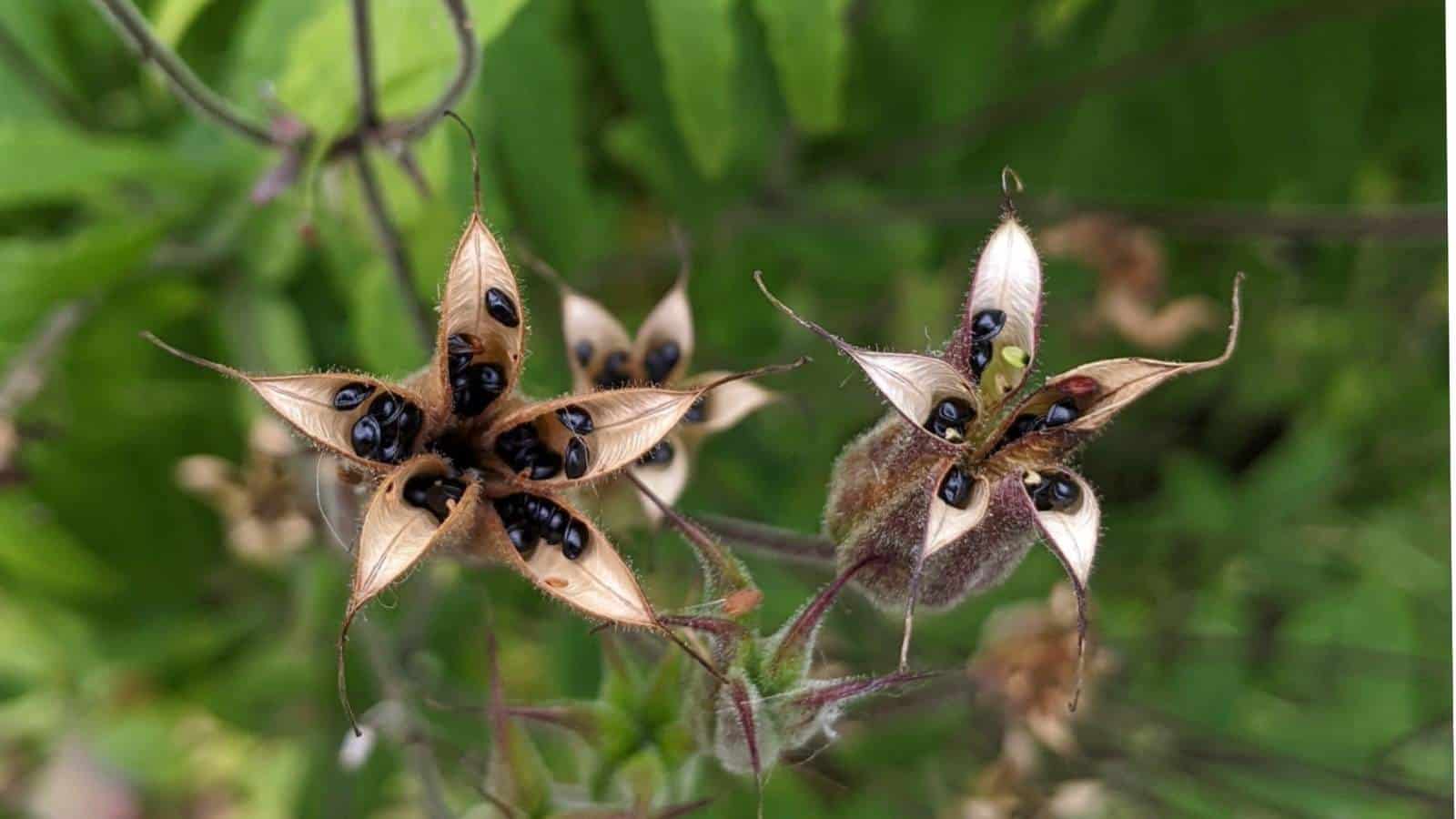 Seeds of columbine flowers on seed pods